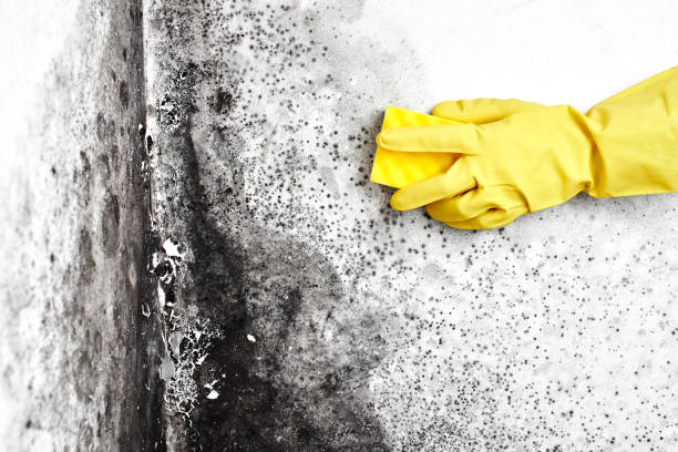 Best Residential Mold Removal  in College, AK