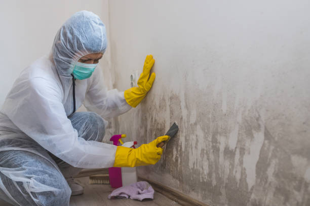 Best Home Mold Removal  in College, AK