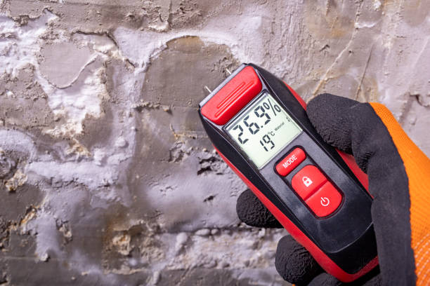 Best Black Mold Removal  in College, AK