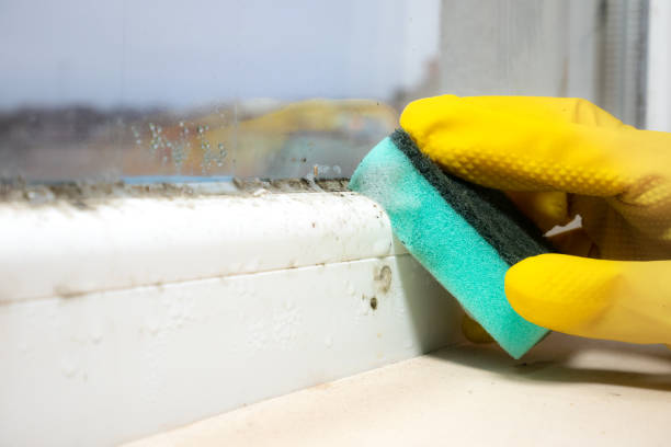 Best Attic Mold Removal  in College, AK