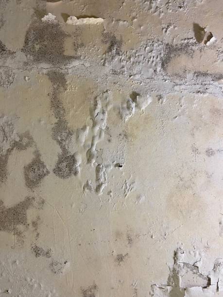 Best Mold Testing  in College, AK