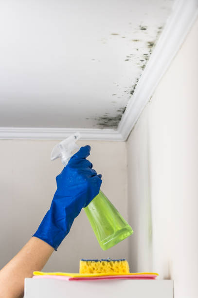 Best Toxic Mold Removal  in College, AK